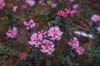 primulaflorum Dokar La-1 (95-077)